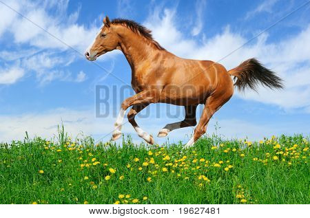 Trakehner galopes de semental alazán en campo