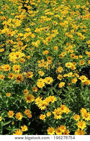Heliopsis helianthoides var. scabra 'Light of Loddon' bright yellow flowers meadow