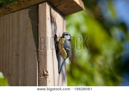 Sýkora modřinka (Parus caeruleus) hnízdící box