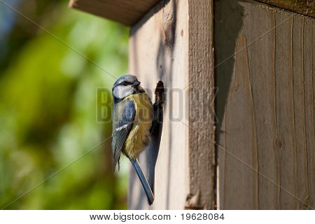 Blaumeise (Cyanistes Caeruleus) von einem geschachtelten Feld