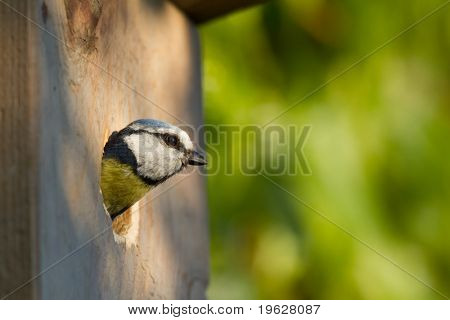 Blaumeise (Cyanistes Caeruleus) spähen Schachteln Auspacken