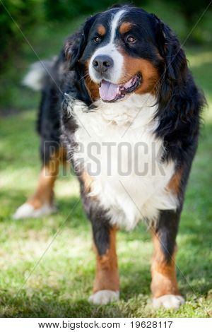 BERNSKÝ SALAŠNICKÝ PES (Berner Sennenhund, jestli)