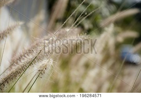 Poaceae or Graminea plant in gardenat outdoor