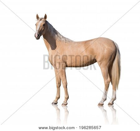 Exterior of  palomino horse with two white legs and white line of the face isolated on white background