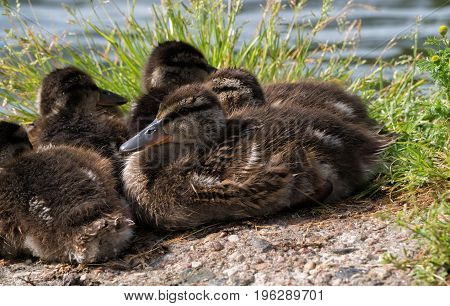 Ducklings are basking in the sun. Ducks in the city near the pond.
