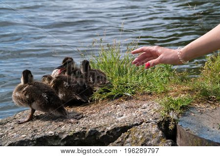 The girl is trying to stroke the ducklings. A woman's hand reaches out to the ducklings.