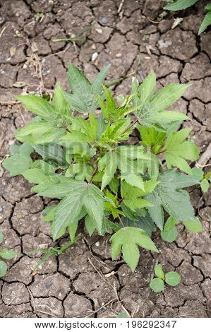 fresh green hibiscus sabdariffa plant in nature garden