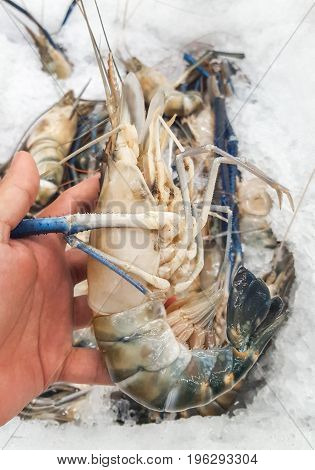 Giant size of freshwater prawn (Macrobrachium rosenbergii) on hand Extra large