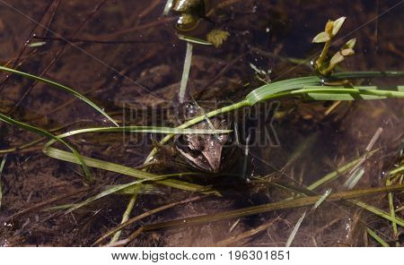 Toad, sitting in a warm pond hides from someone