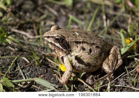 Small Pregnant frog in a warm pond in anticipation of childbirth