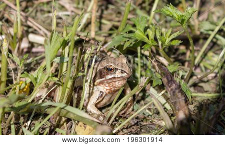  Light little frog hiding in the grass merging with the terrain in camouflage