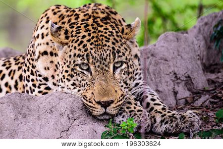 Close up of the face of a relaxed Leopard resting