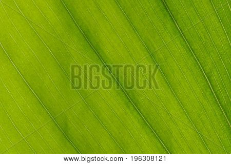 Evergreen closeup green leaf macro closeup texture
