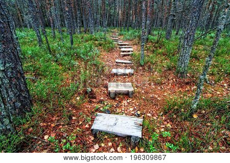 Wooden Pathway In Autumn Forest