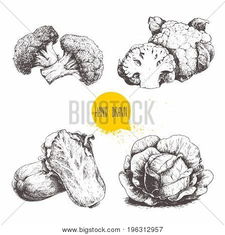 Hand drawn sketch style cabbages set. Cabbage with big leafs cauliflowers broccoli and chinese cabbage pe-tsai.
