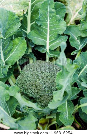 Broccoli (Brassica oleracea) at organic cultivation field