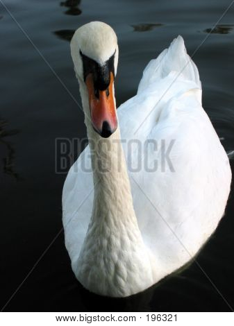Cygne blanc