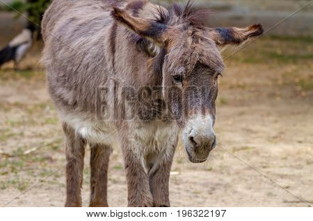 a Picture of a sad pet ass