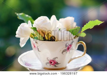 white roses in the cup