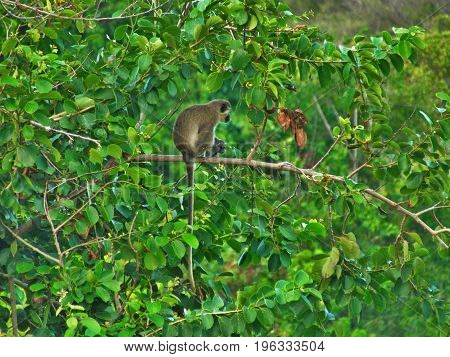 Green Vervet Monkey hanging out in tree