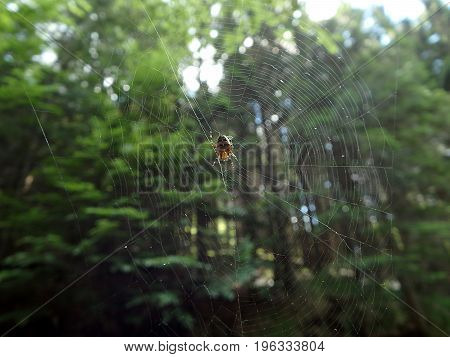 Spider in the net , Spider and spiderweb