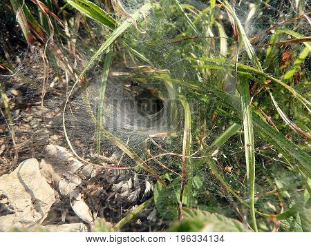 Spider web , Spider net , background ,