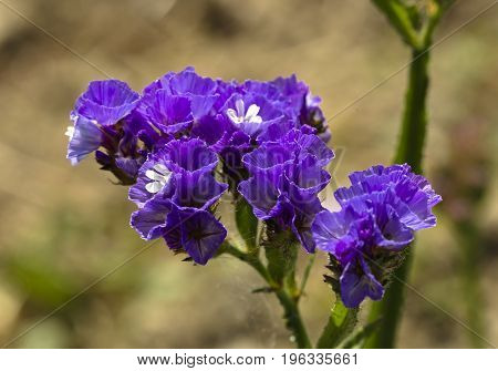Limonium sinuatum, commonly known as statice, sea lavender, notch leaf marsh rosemary, sea pink, wavyleaf sea lavender