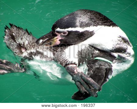 Pingouin