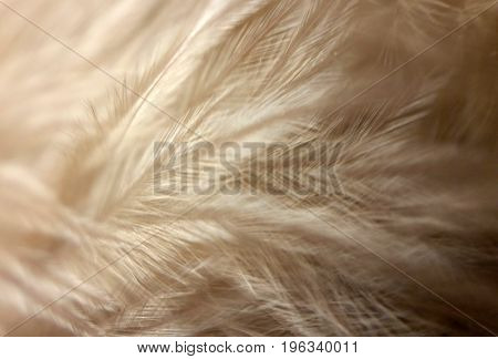 beige feathers up close soft costume owl