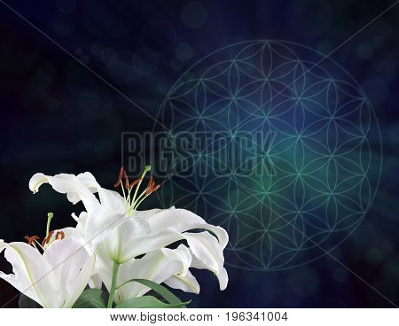 White Lilies and the Flower of Life Symbol Background  -  three white lily heads on left hand side with dark blue and green muted Flower of Life symbol behind with plenty of copy space