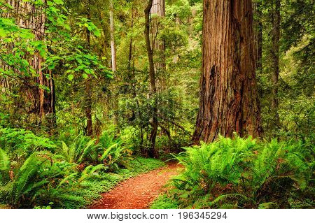 A Trail Through The Redwood Forest In Jedediah Smith Redwood Sta