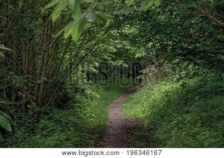 Overview of pathway in the middle of the closed woods, near the town of Frascati, a pleasant and well known place for its fine wines, near Rome. Located in the Lazio region, central Italy