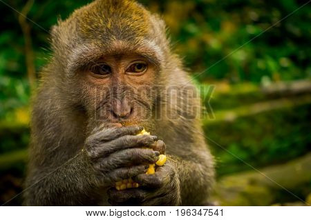 Close up of a long-tailed macaques Macaca fascicularis in The Ubud Monkey Forest Temple eating a cob corn using his hands, on Bali Indonesia.