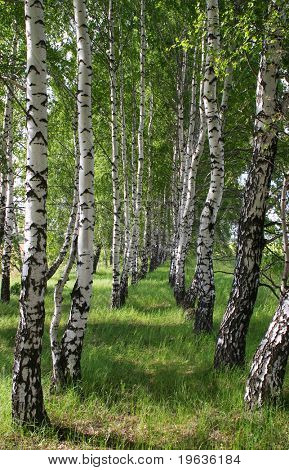 Аллея в берёзовом лесу
