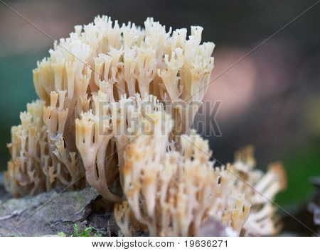 fungo corallo (Clavariaceae)