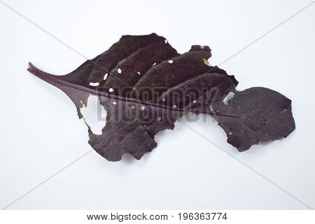 Disease Red Leaf Of Red Ivy Or Red Flame Ivy Or Hemigraphis Alternata