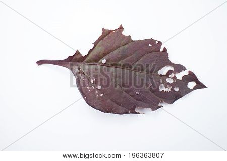 Disease Red Leaf Of Red Ivy Or Red Flame Ivy Or Hemigraphis Alternata
