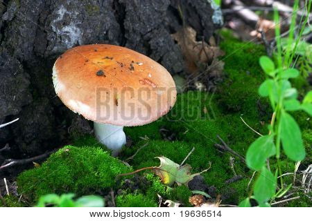 champignon i lysning