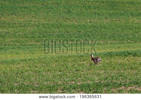 South Moravian Fields, Czech Republic Fields, Moravia Hills
