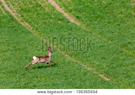 South Moravian Fields, Czech Republic Fields, Moravia Hills