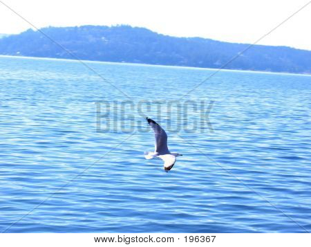 Mouette