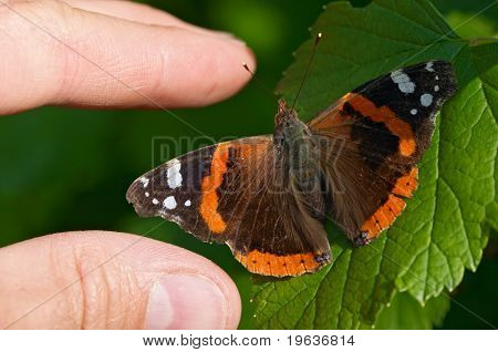 Mand fingre tage sommerfugl (admiral)