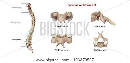 Among the vertebrae of the spinal column, the cervical vertebrae are the thinnest and most delicate bones. Yet, in spite of their size, the cervical vertebrae have the huge jobs of supporting the head, protecting the spinal cord, and providing mobility to
