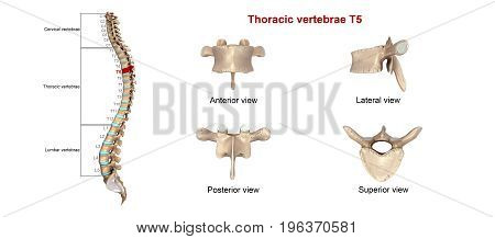 In vertebrates, thoracic vertebrae compose the middle segment of the vertebral column, between the cervical vertebrae and the lumbar vertebrae.