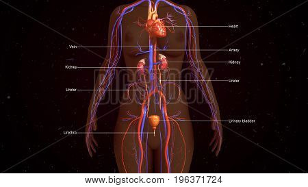 The human excretory system functions to remove waste from the human body.