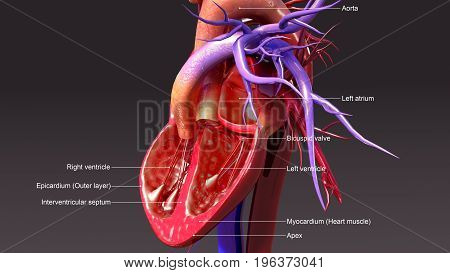 The heart is a muscular organ in humans and other animals, which pumps blood through the blood vessels of the circulatory system.