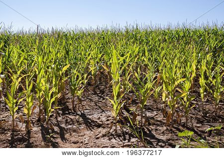 Cornfields in the plain of the River Esla, in Leon Province, Spain