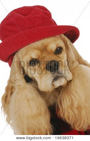 ładny cocker spaniel noszenie czerwony kapelusz i płaszcz pled na białym tle