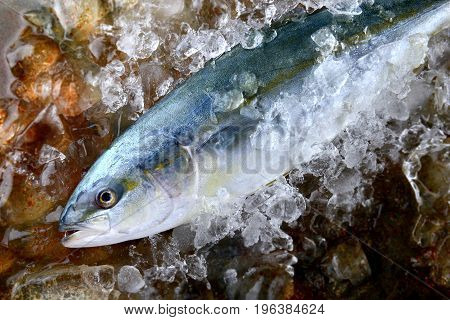 Young amberjack fish or buri fish in Japan is hamachi fish frozen in ice from fishery market.