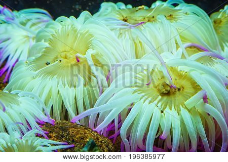 Tiger Anemone Nemanthus annamensis amazing sea creatures underwater. Incredible natural background